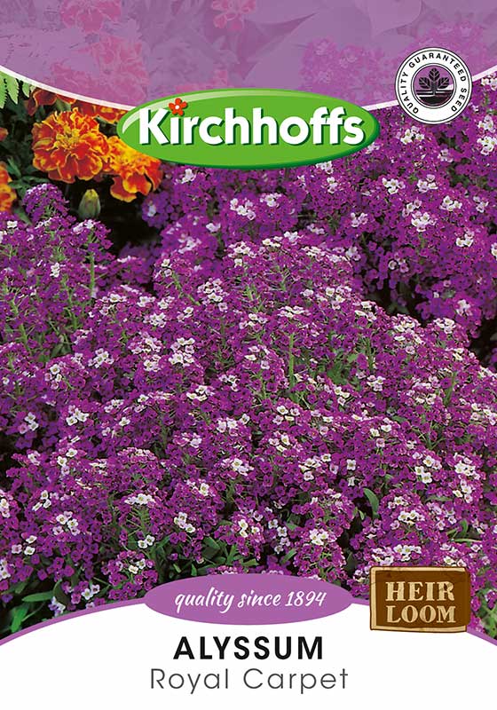 Alyssum Royal Carpet