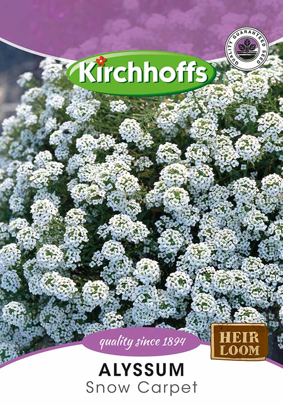 Alyssum Snow Carpet