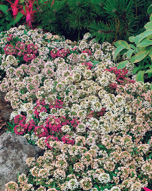 Alyssum Pastel Mix Seed