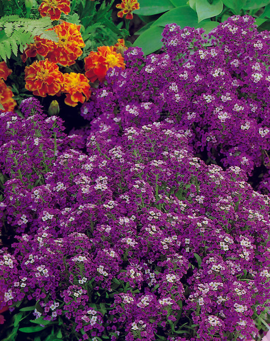 Alyssum Royal Carpet Seed