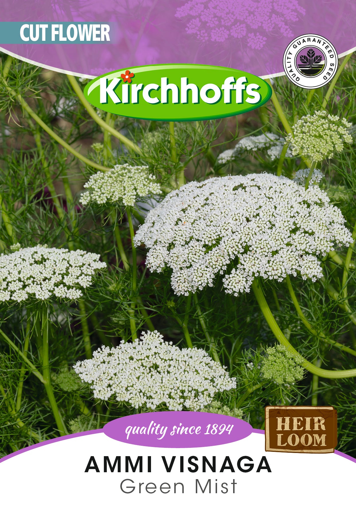 Ammi Visnaga Green Mist