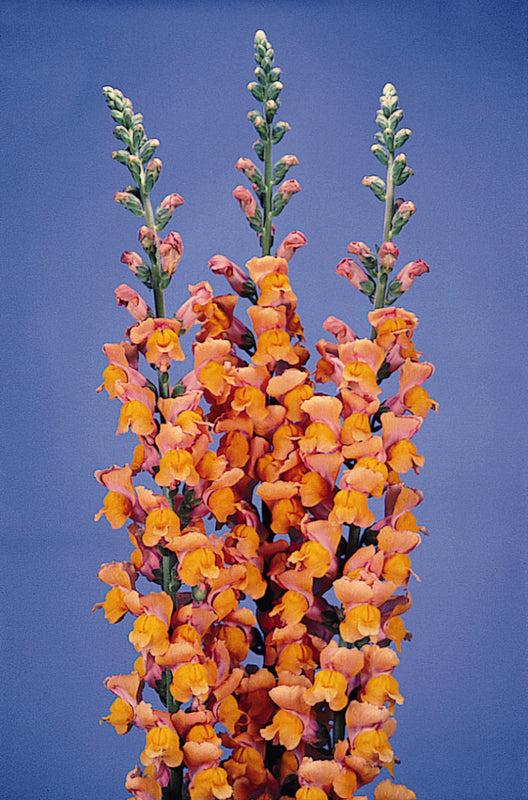 Antirrhinum Potomac Dark Orange Seed