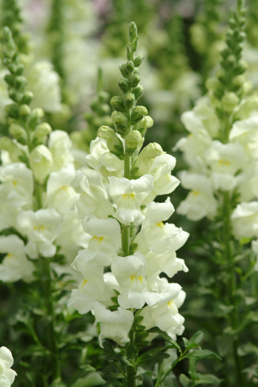 Antirrhinum Potomac Ivory White Seed