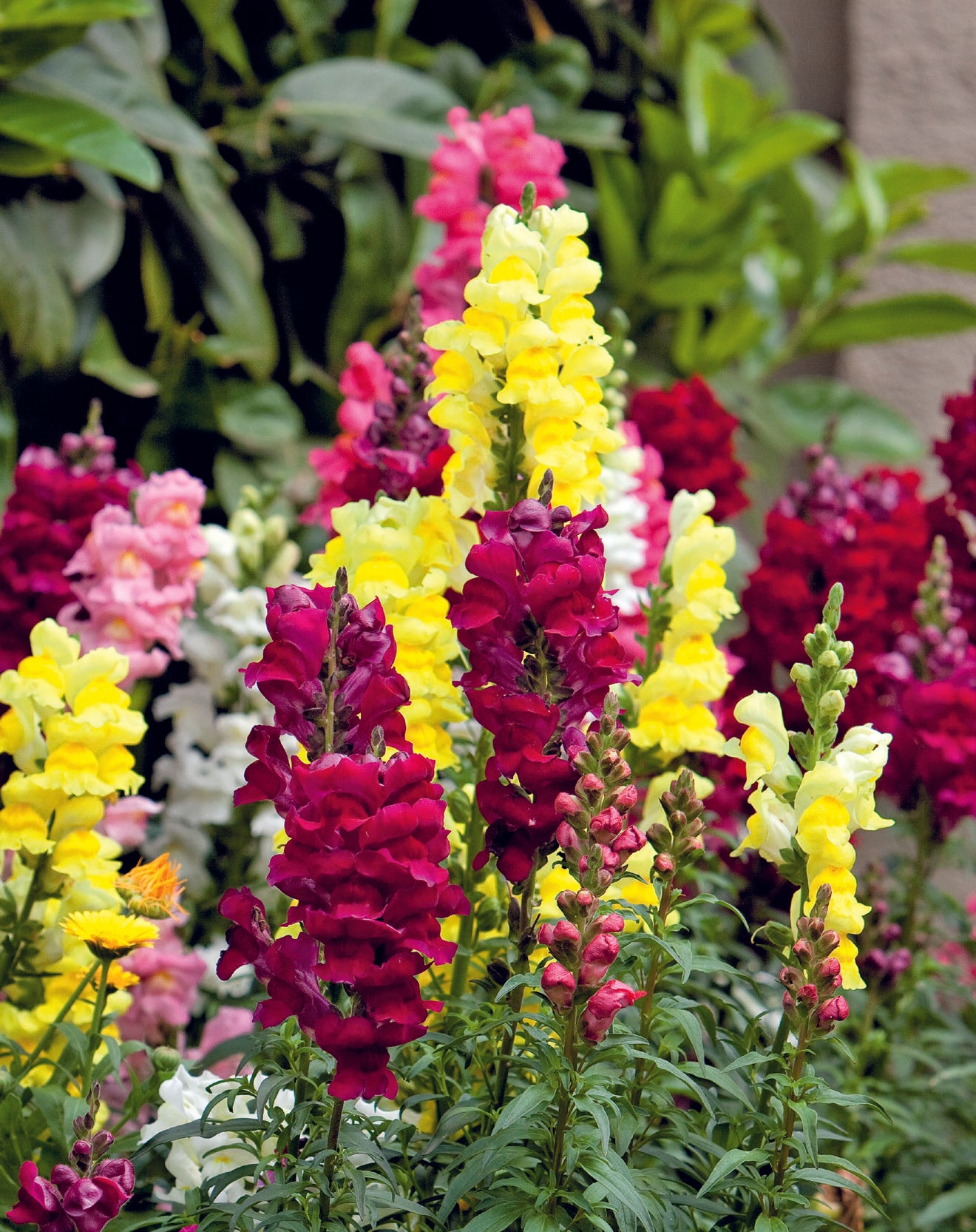Antirrhinum Tall Deluxe Mix Seed