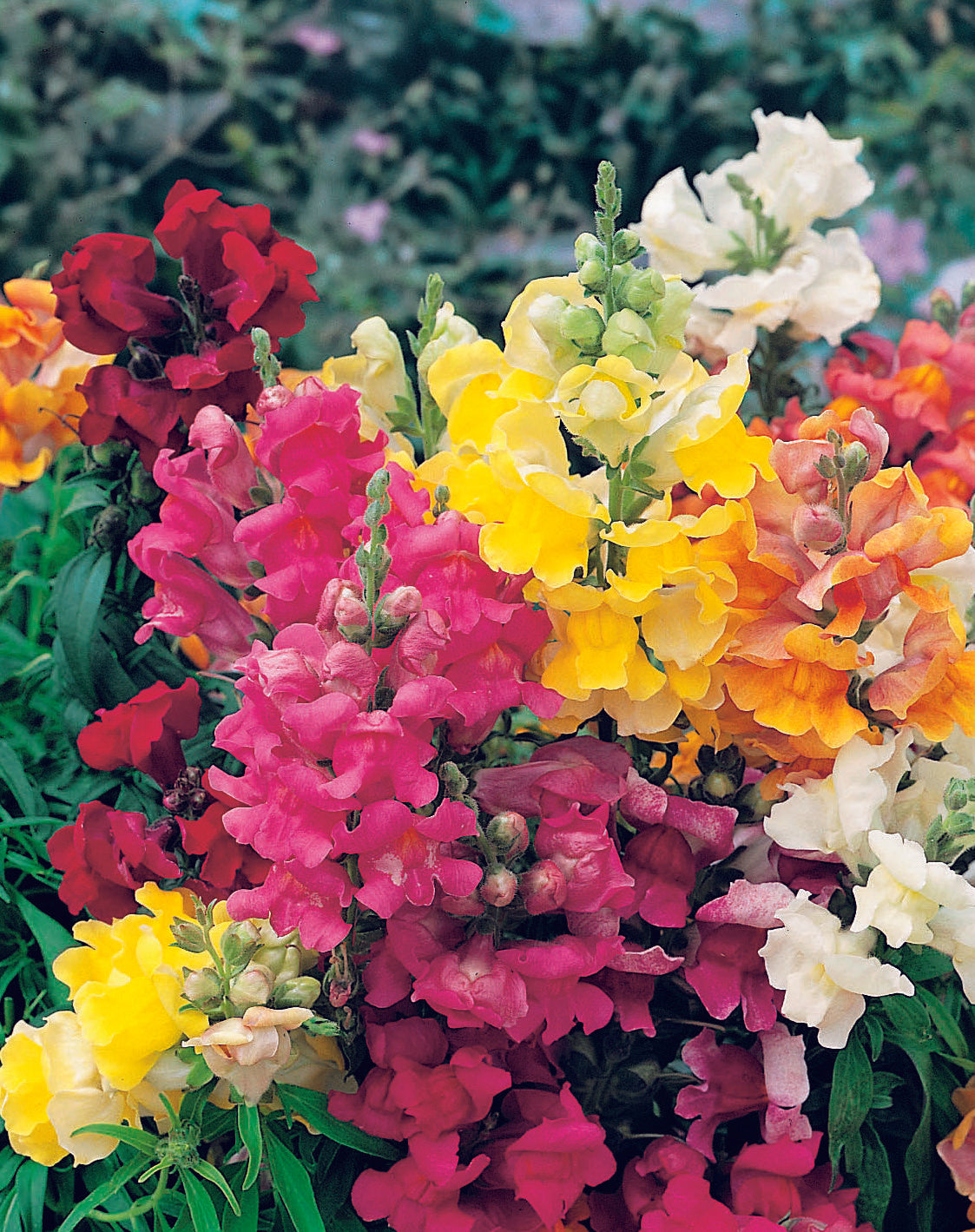 Antirrhinum Tom Thumb Mix Seed