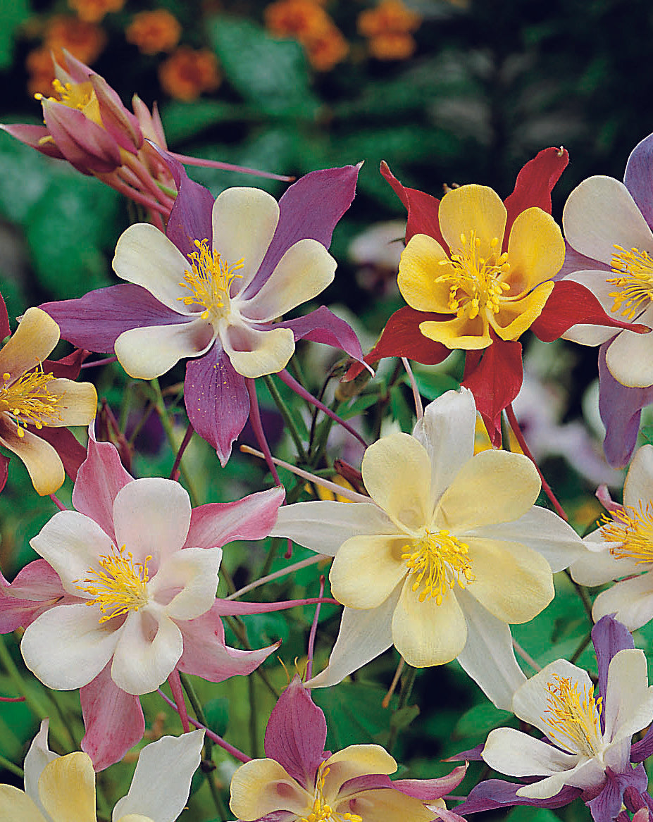 Aquilegia Mckanas Giants Mix Seed