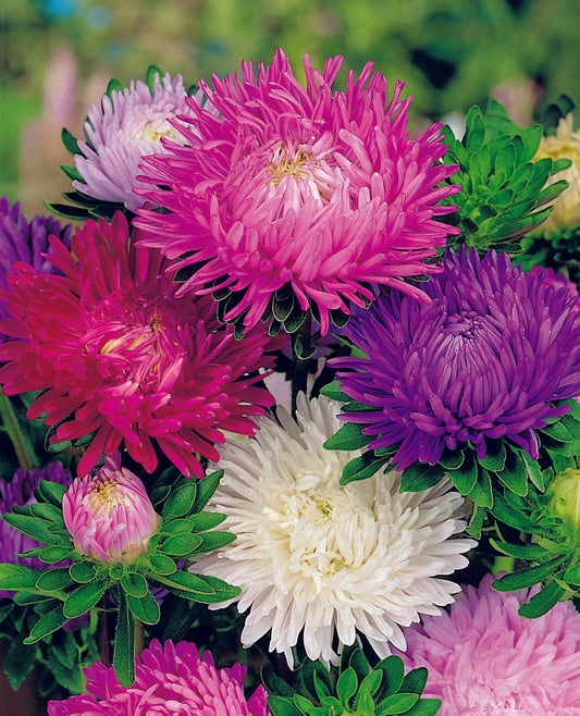 Aster Bouquet Powderpuff Mix Seed