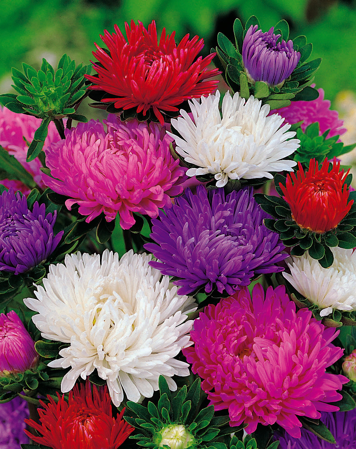 Aster Giants Of California Mix Seed