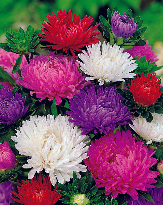 Aster Giants Of California Mix Seed