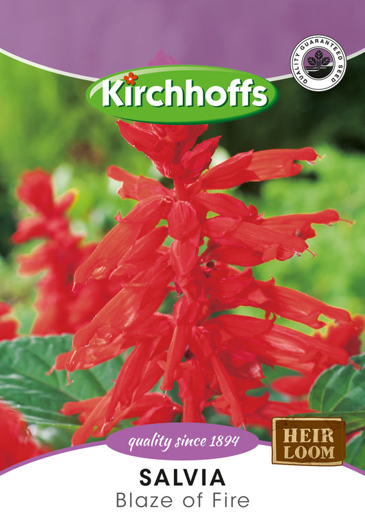 Salvia Blaze Of Fire Seed