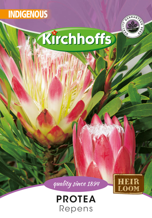 Protea Repens Seed