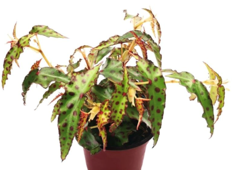 Begonia Amphioxus Seedlings