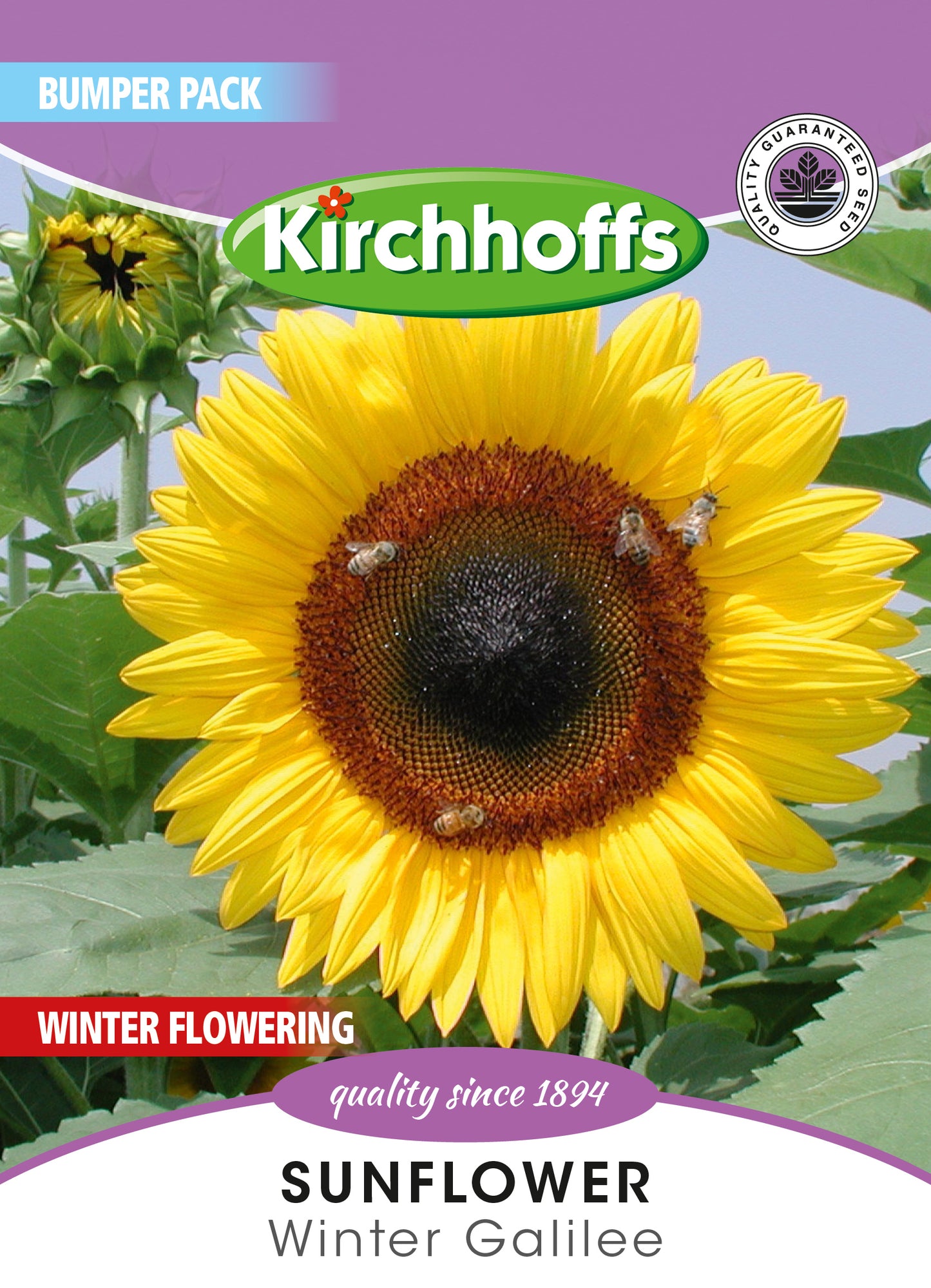 Helianthus Galilee Adami Seed