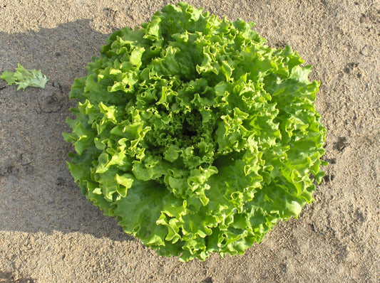 Lettuce Batavia Seed