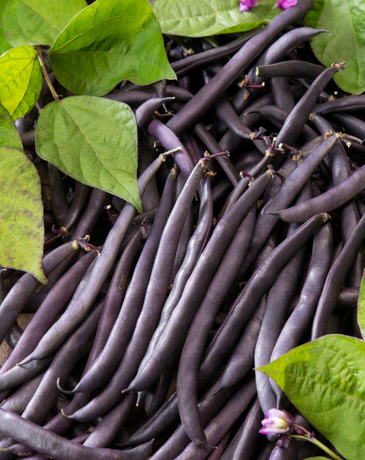 Beans Purple Queen Dwarf Seed