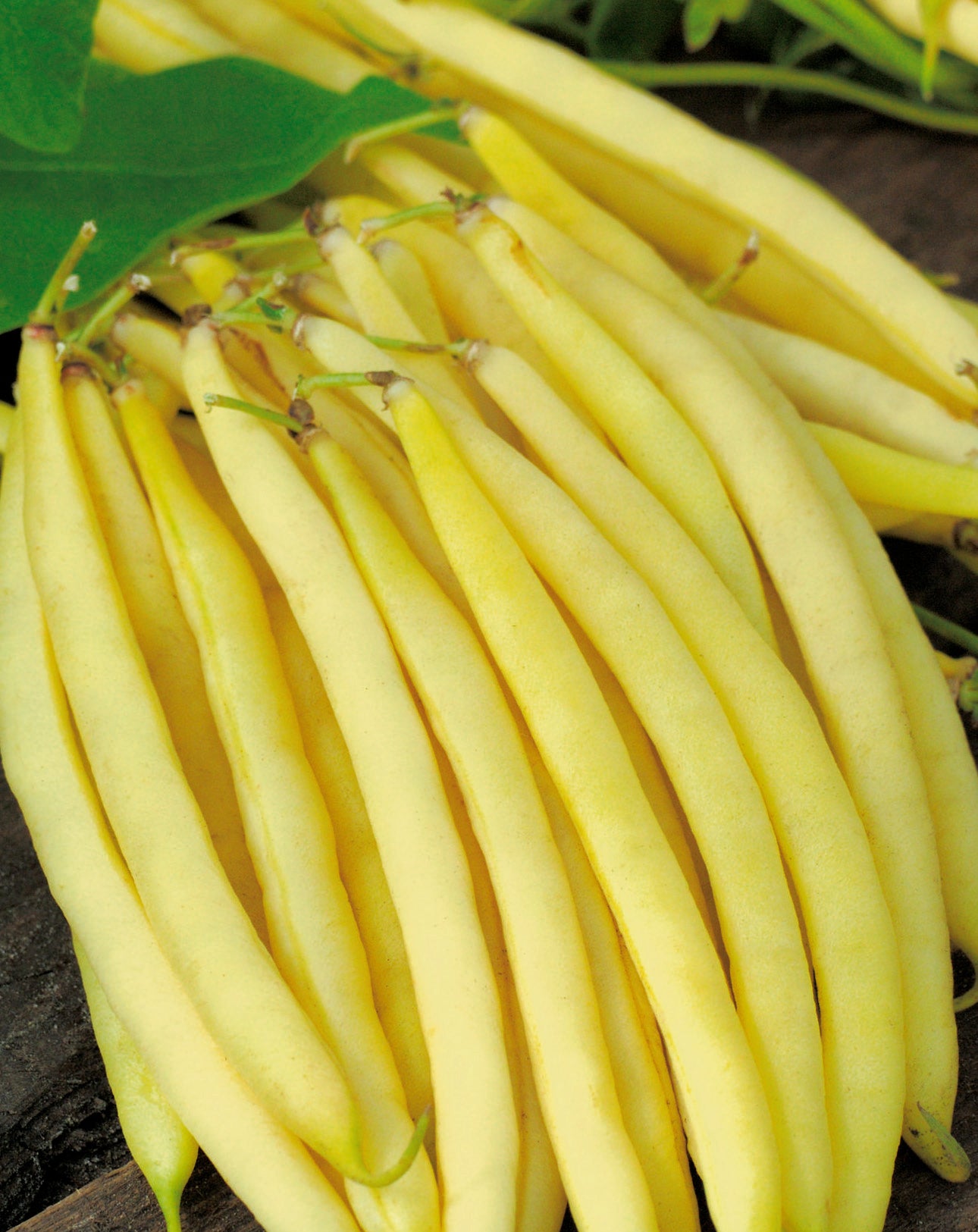 Beans Berggold Dwarf Seed