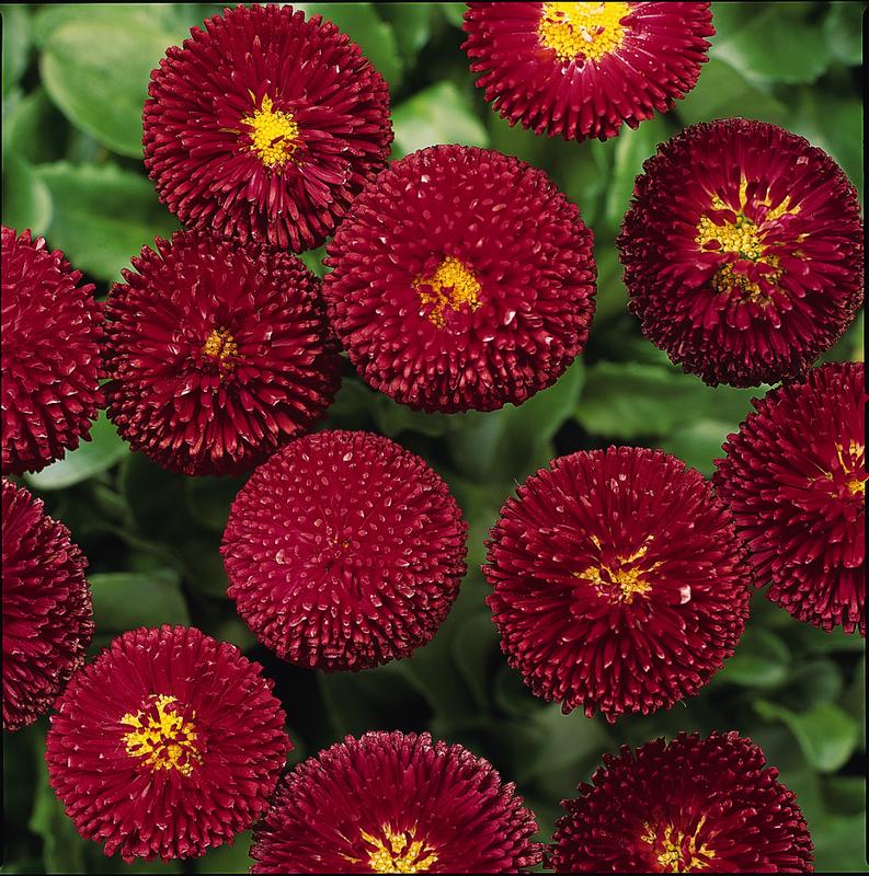Bellis Bellisima Red