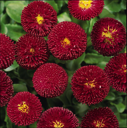 Bellis Bellisima Red
