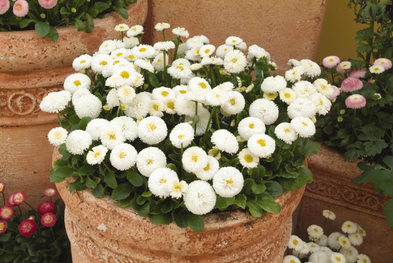 Bellis Bellisima White