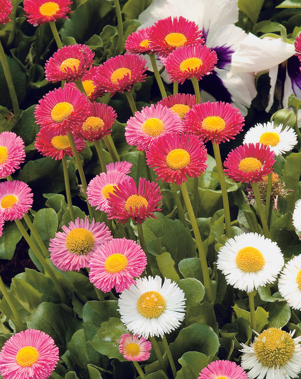 Bellis Double Flower Mix Seed