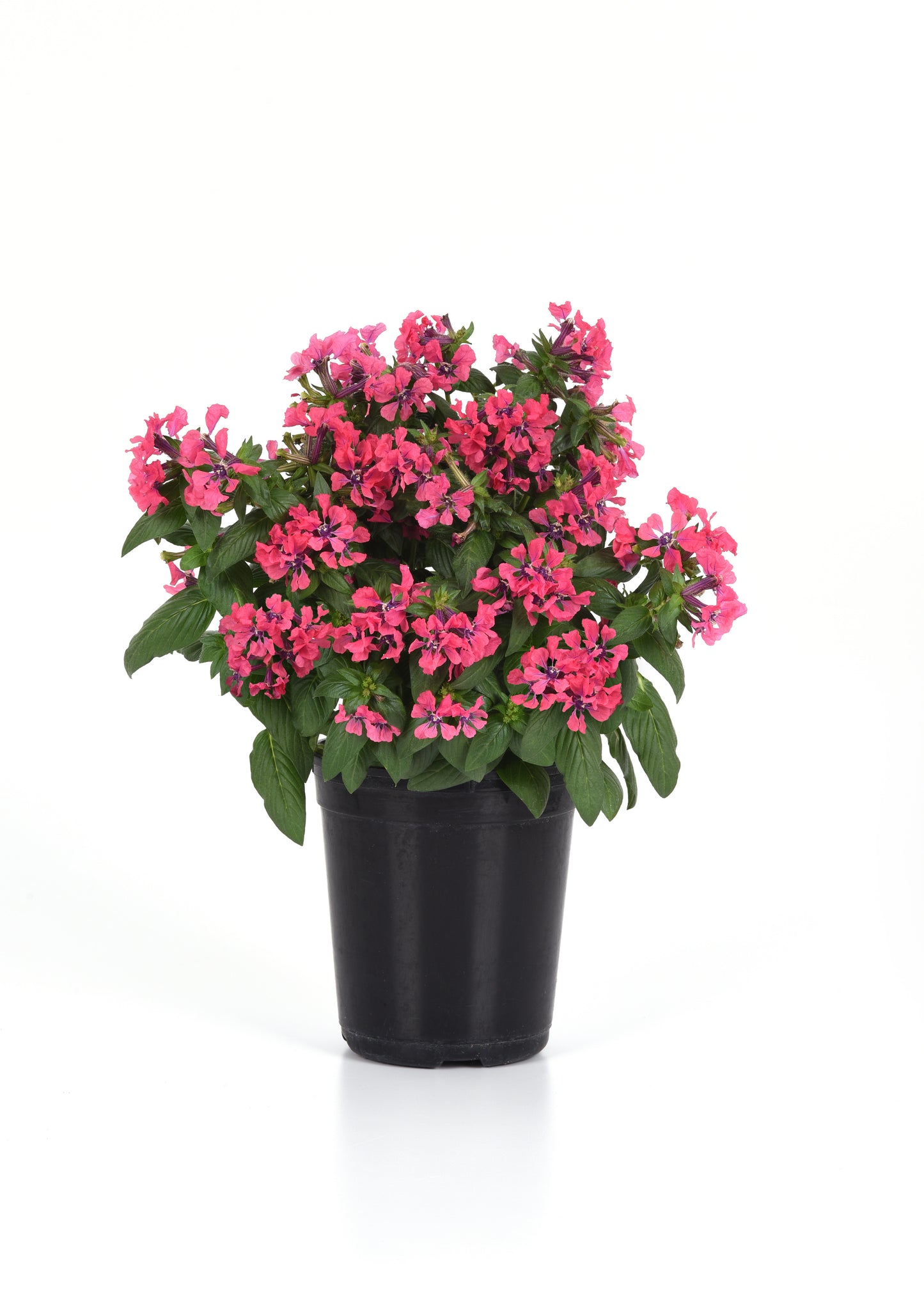 Cuphea Sweet Talk Deep Pink Potted