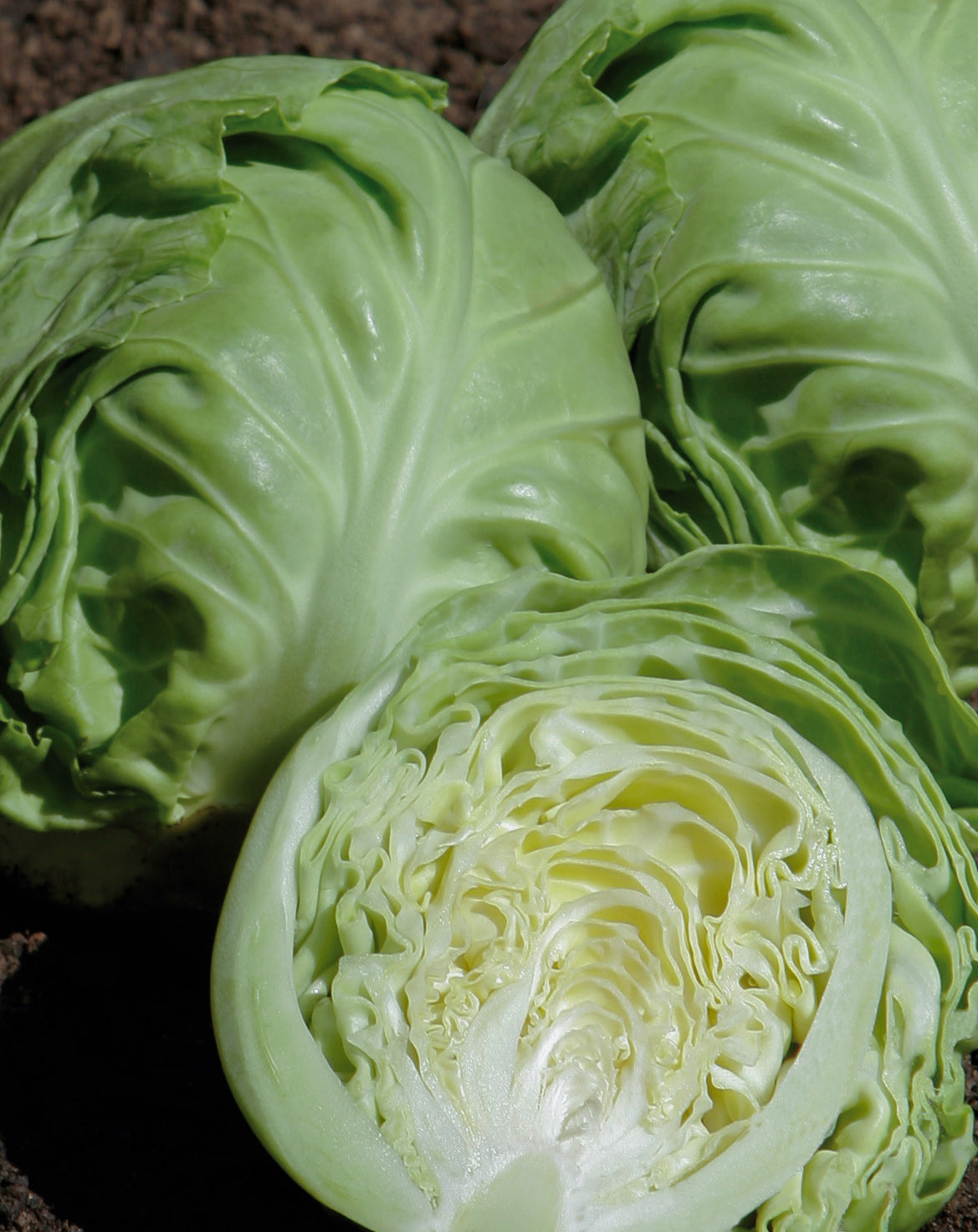 Cabbage Baby Green Rapidion Seed