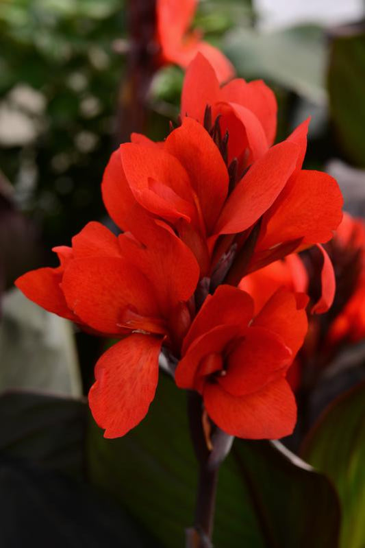 Canna Cannova F1 Bronze Scarlet