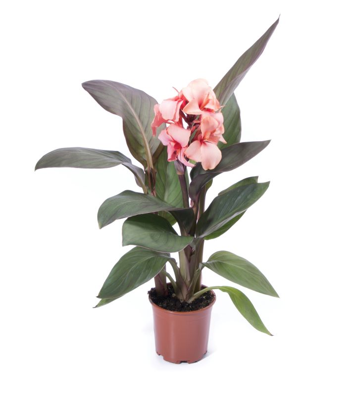 Canna Cannova F1 Bronze Peach Seed