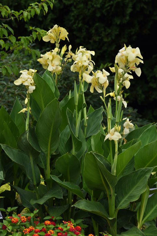 Canna Cannova F1 Lemon Seed