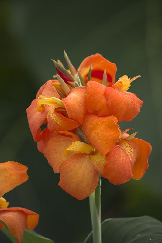Canna Cannova F1 Orange Shades