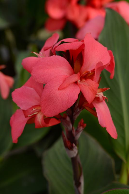 Canna Cannova F1 Rose