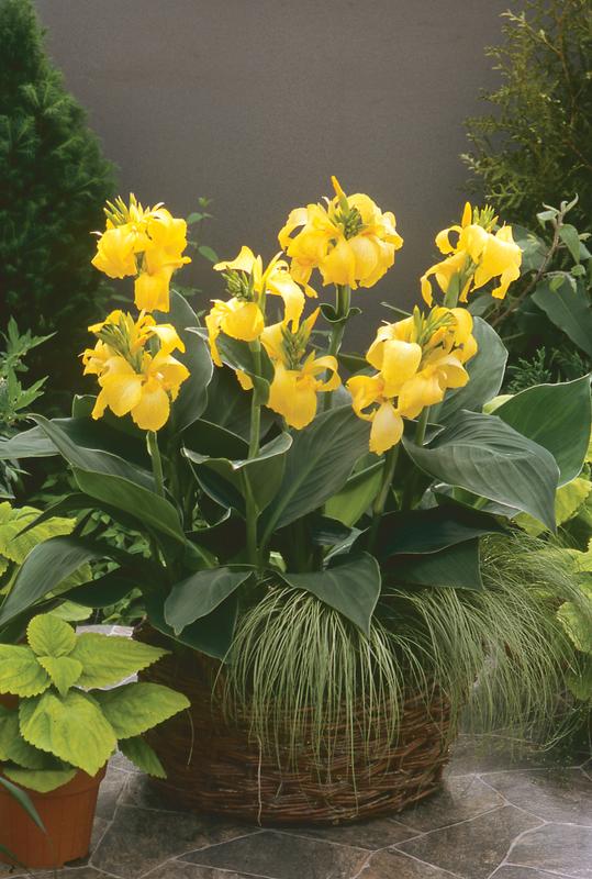 Canna Cannova F1 Yellow