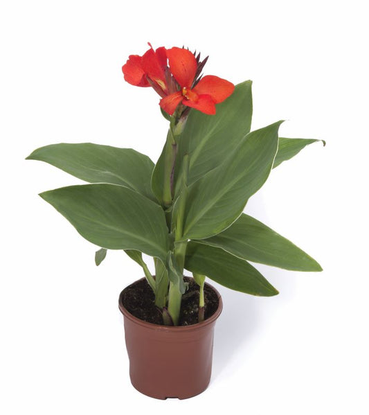Canna Cannova F1 Scarlet Seed