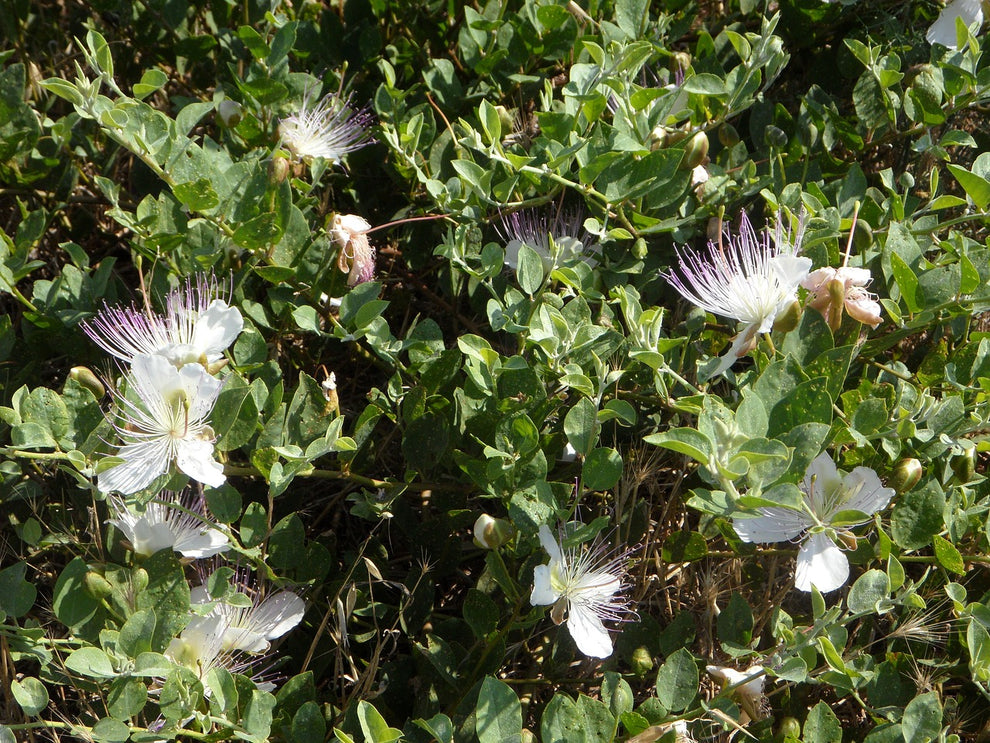 Buy Caper Bush Perfect for Hot Climates