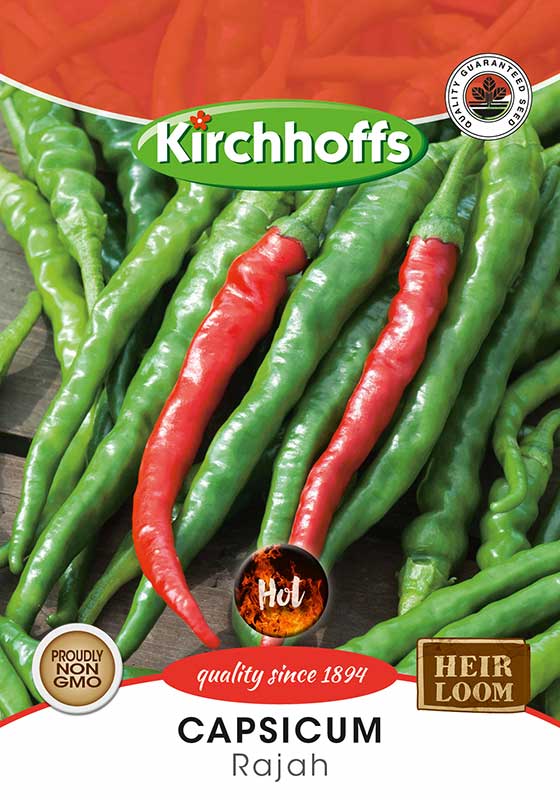 Capsicum Rajah