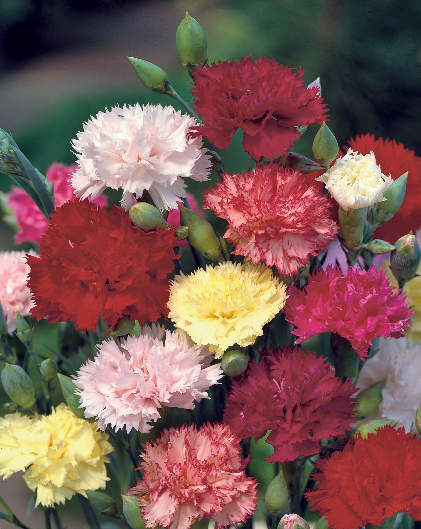 Carnation Chabaud Mix Seed