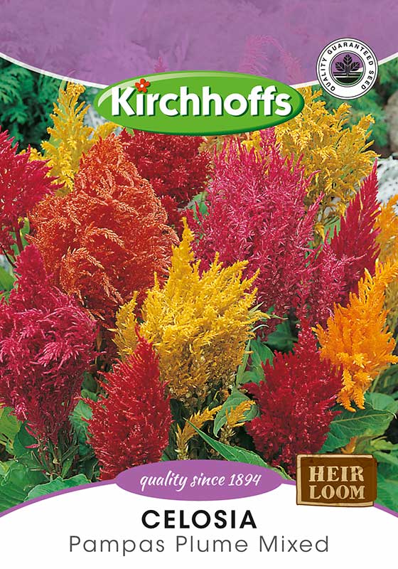 Celosia Pampas Plume Mixed