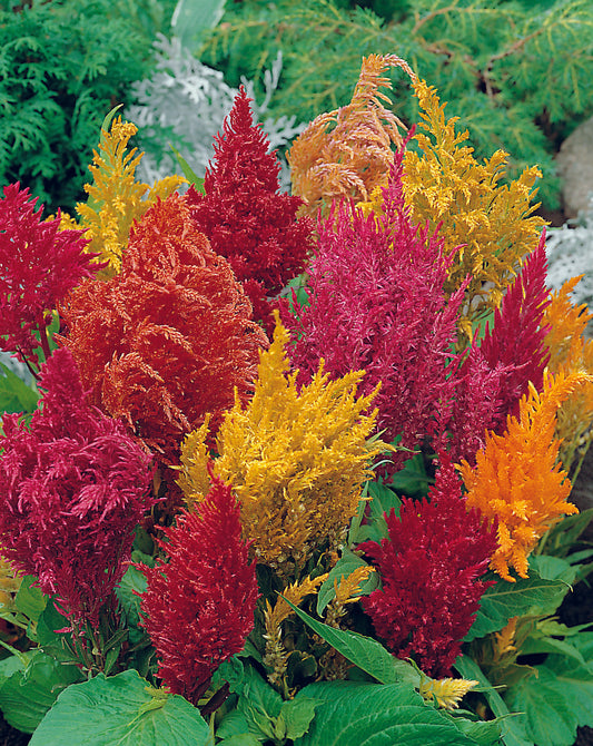 Celosia Pampas Plume Mixed Seed