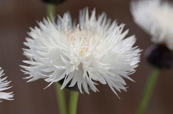 Centaurea The Bride Seed