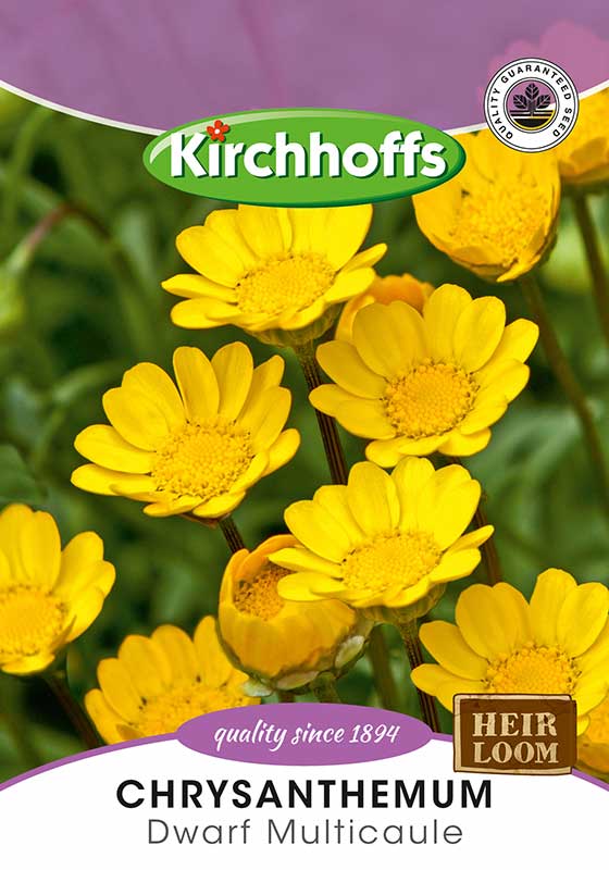 Chrysanthemum Multicaule