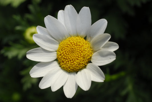 Chrysanthemum P/Dosum Pure White