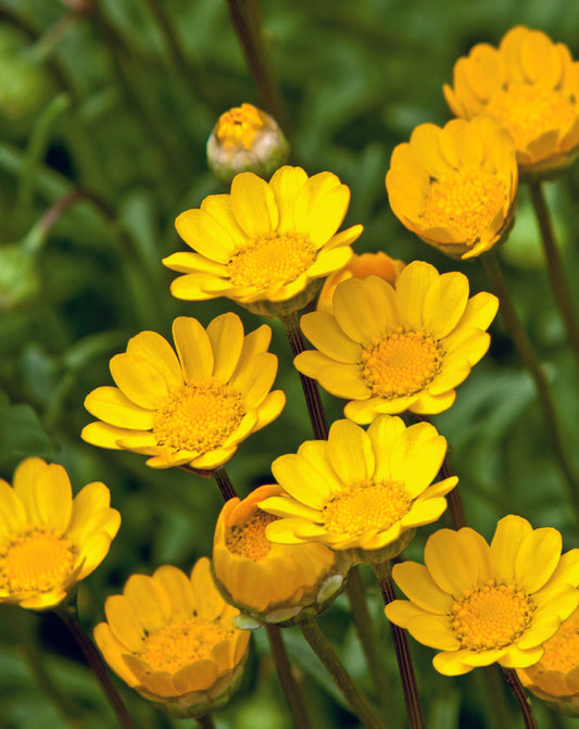Chrysanthemum Multicaule Yellow Seed