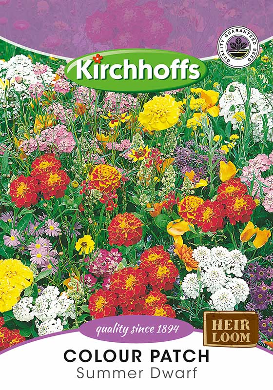 Colour Patch Summer Dwarf