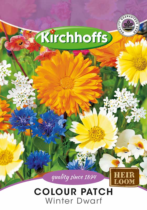 Colour Patch Winter Dwarf