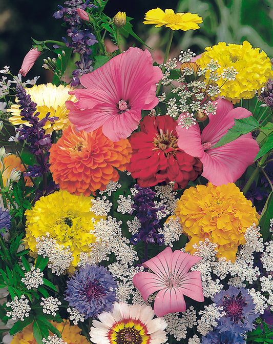 Summer Colour Patch Tall Seed