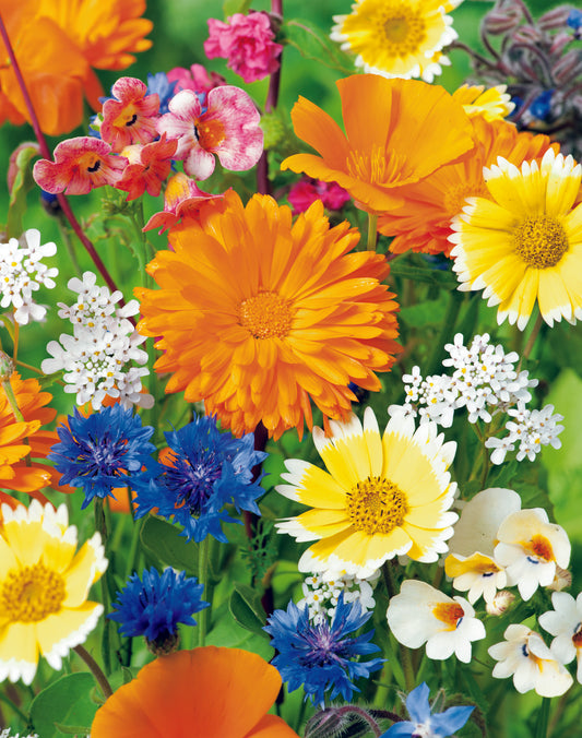 Colour Patch Winter Dwarf Mix Seed