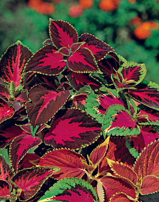 Coleus Rainbow Mix Seed