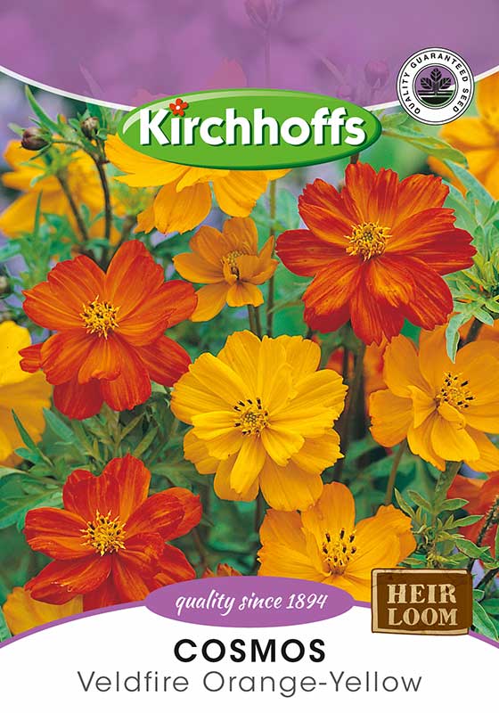 Cosmos Veldfire Orange-Yellow