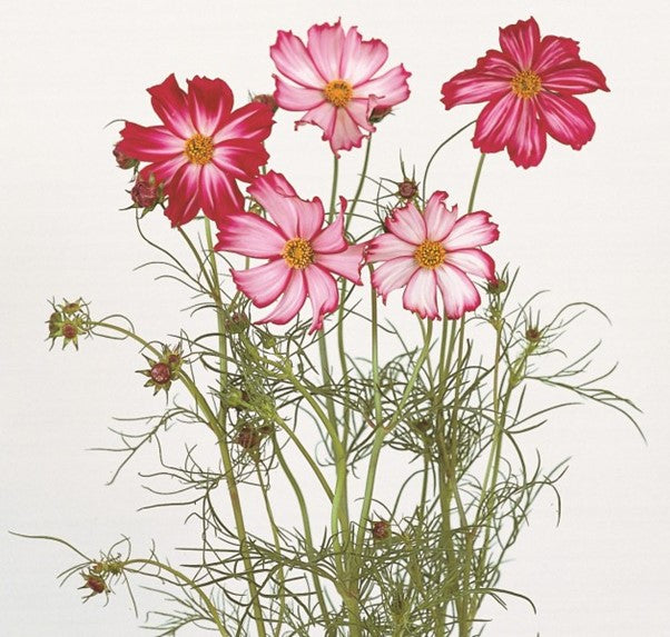 Cosmos Picotee Seed