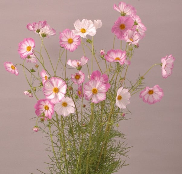 Cosmos Pink Picotee Seed